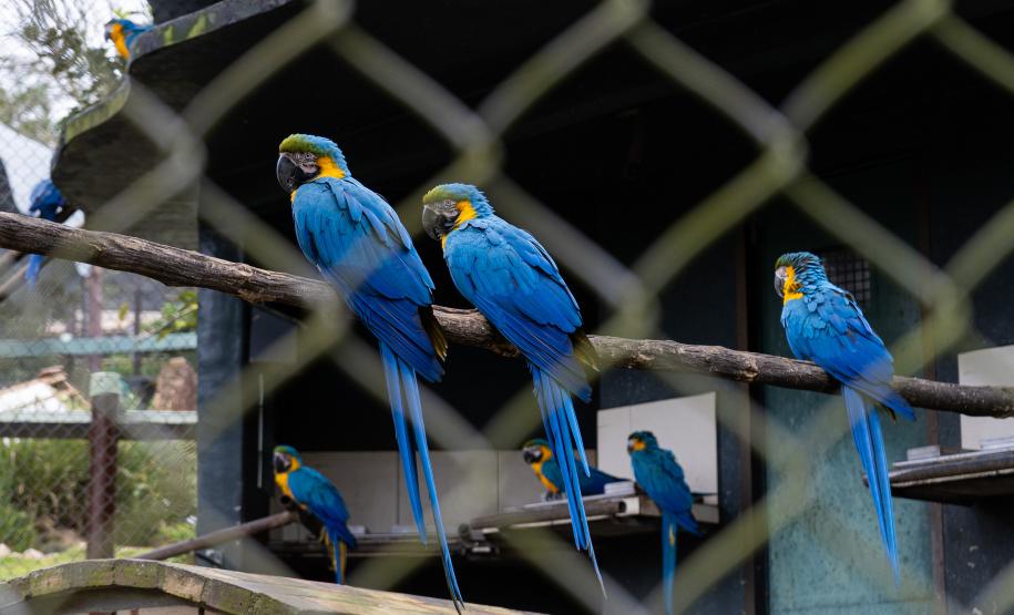 Parceria entre IAT e Ceasa ajuda a matar a fome de animais silvestres em criadouros