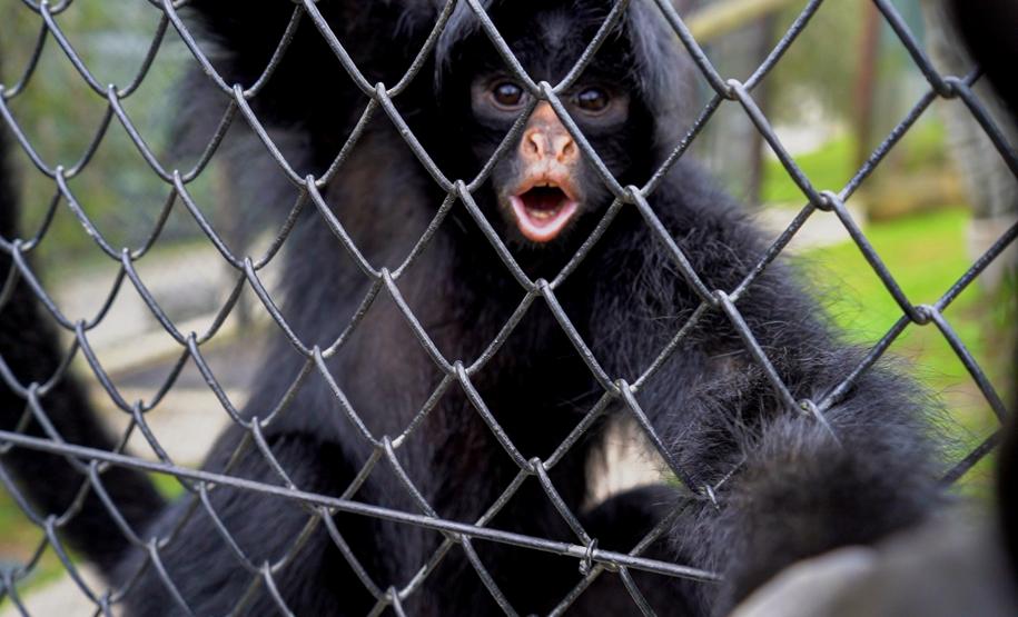 Parceria entre IAT e Ceasa ajuda a matar a fome de animais silvestres em criadouros