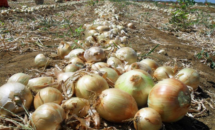 Paraná amplia produção de cebolas em 44% e safra será a melhor dos últimos 10 anos