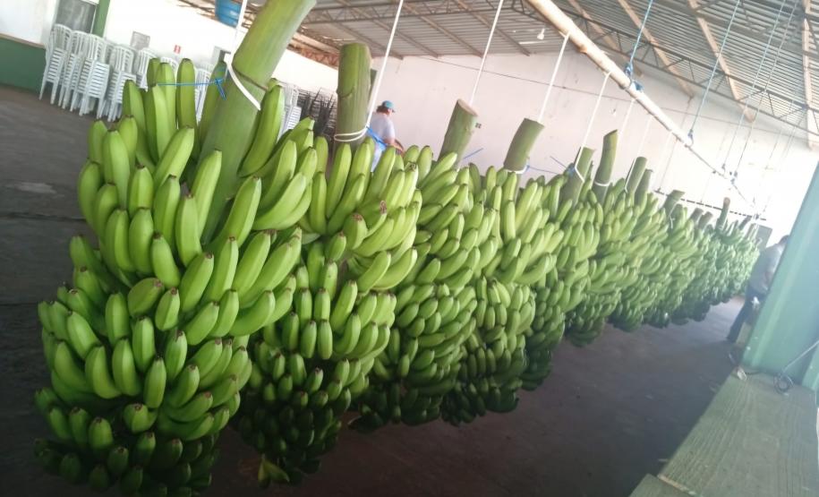 12º Encontro Regional de Produtores de Banana