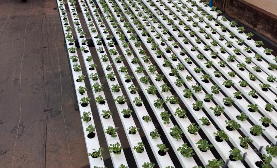 Ceasa Paraná aproxima jovens das tecnologias do campo