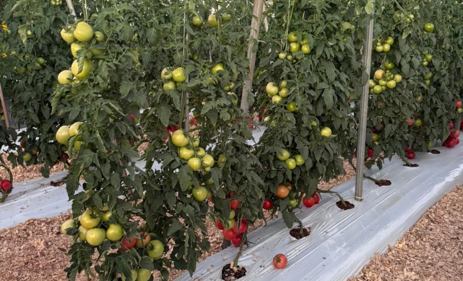 Ceasa Paraná aproxima jovens das tecnologias do campo