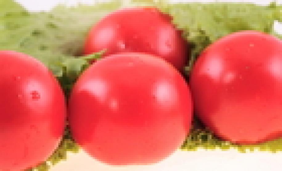 Cotação do tomate recua nesta semana