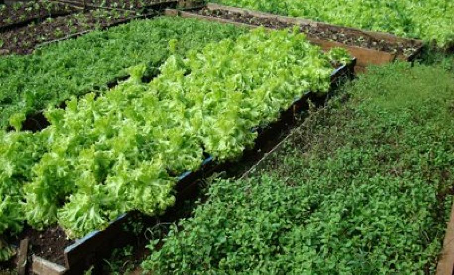 Média de preços cai apesar da alta da banana