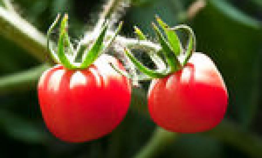 Melhora oferta de tomate